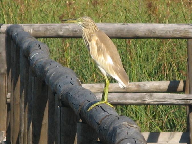 Sgarza ciuffetto